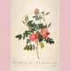 Rosa Rubiginosa flore semipleno